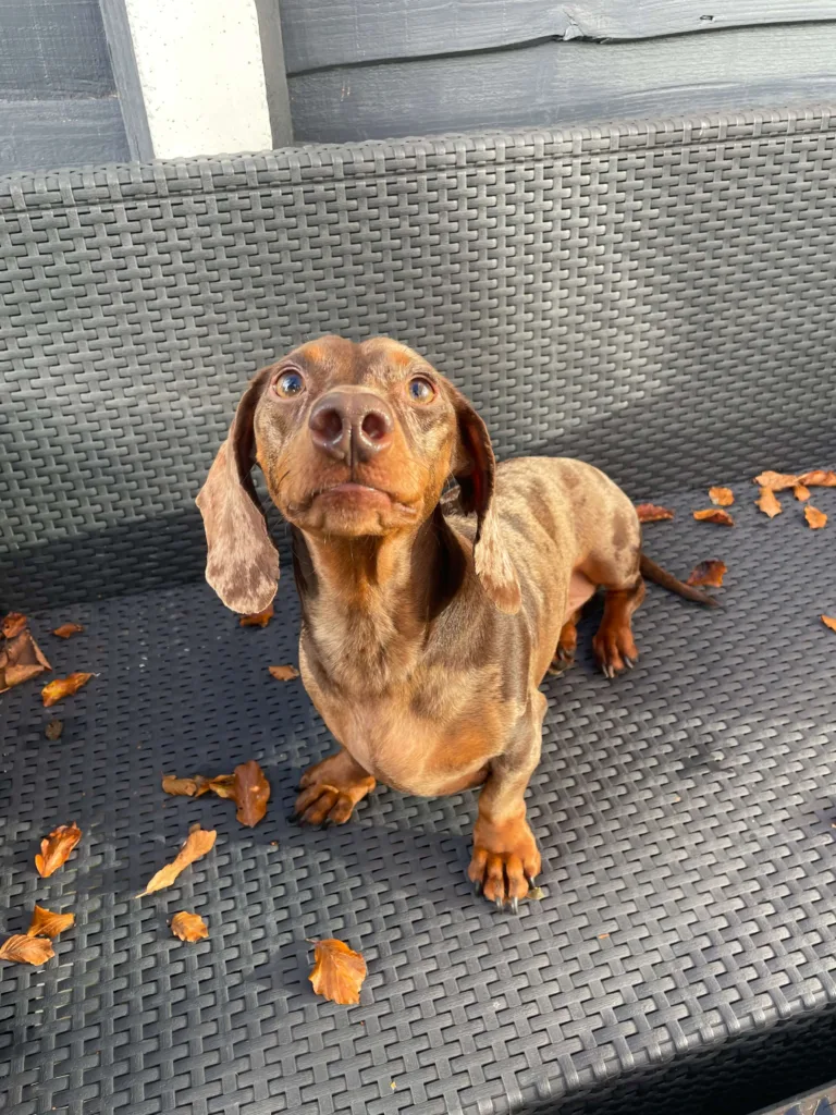 Max the Dog getting walked by Paws Express MCR