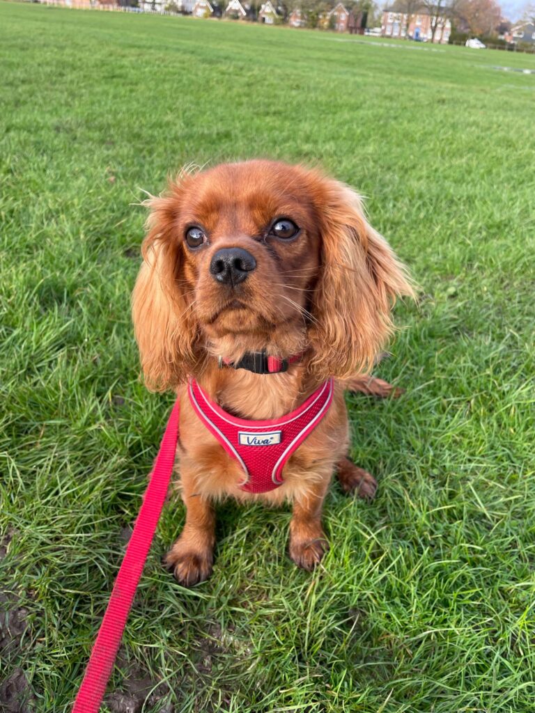 Archie, walked by Paws Express MCR, dog walkers in Urmston, Flixton, Davyhulme, Stretford