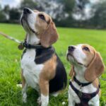 Dolly and Bella walked by Paws Express MCR, dog walkers in Urmston, Flixton, Stretford and Davyhulme
