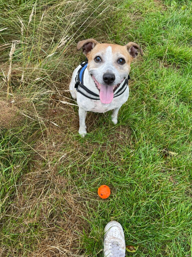 Chips the Dog getting walked by Paws Express MCR